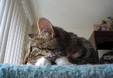Dorkathon 4 - Cats - 5.jpg